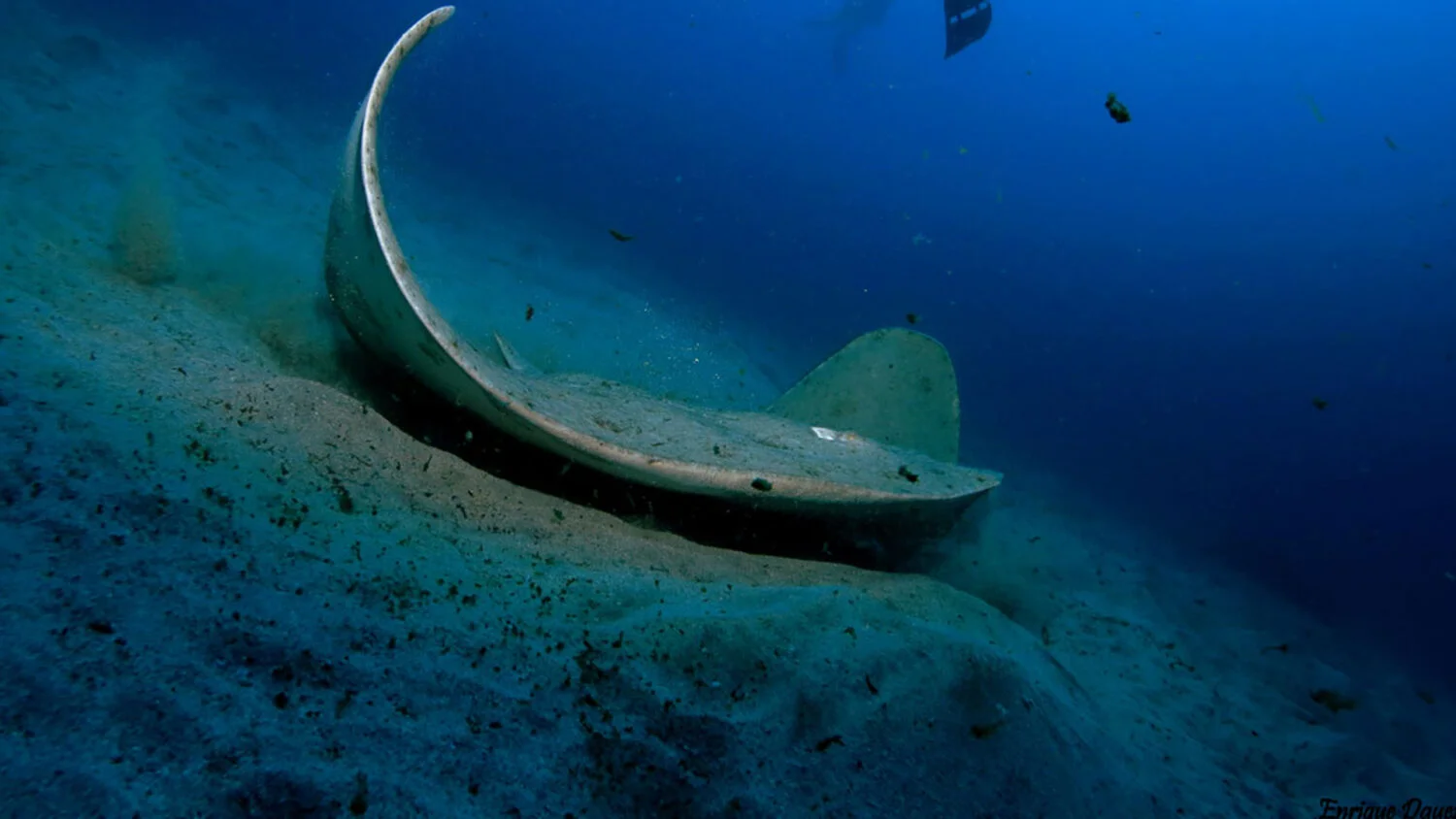 La mantelina: un animal común que se encuentra en peligro de extinción