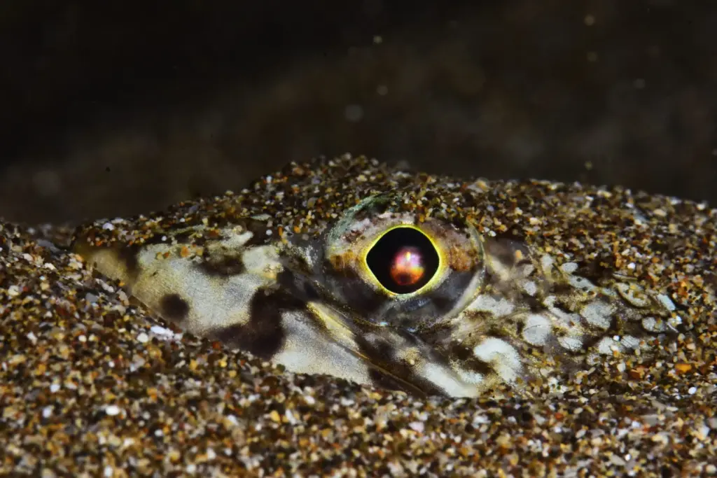 Palmarés Fotosub nocturno:1º Juan Antonio Carballo – María Belén Caro