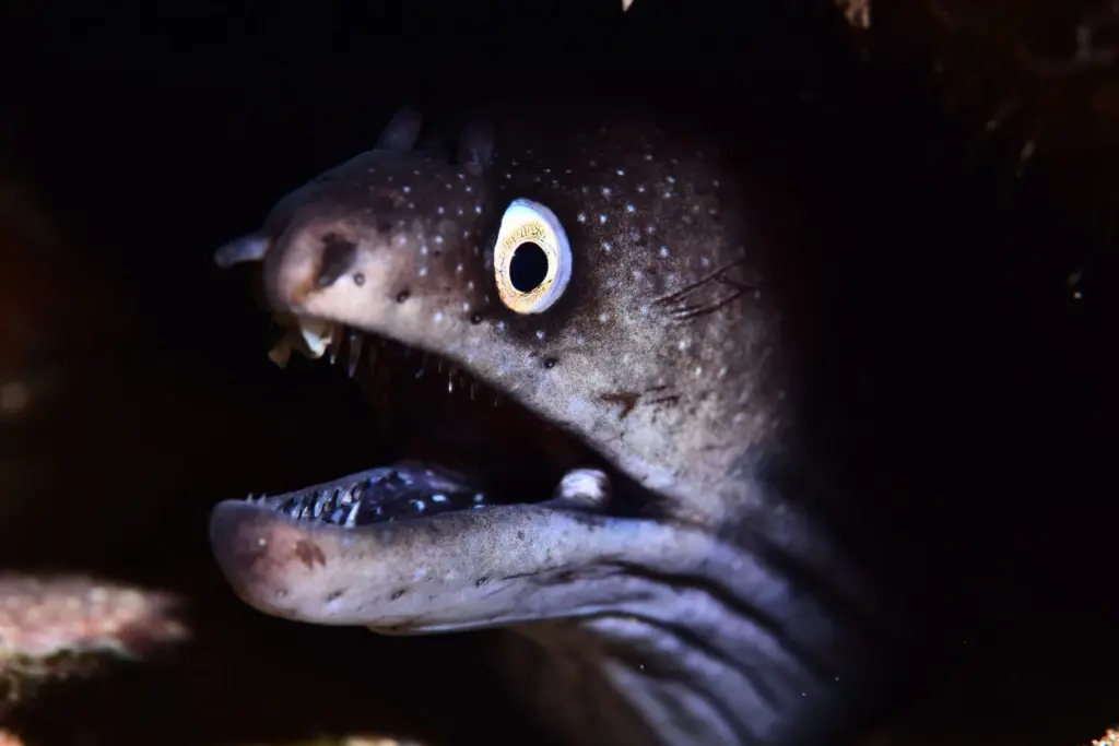 Palmarés Fotosub nocturno:1º Juan Antonio Carballo – María Belén Caro