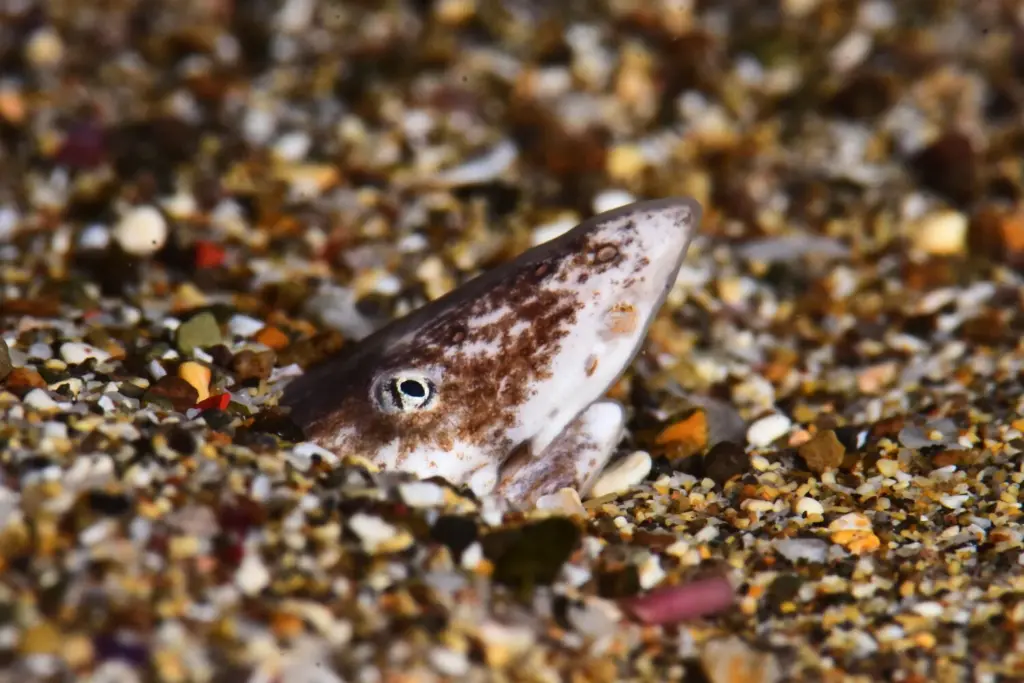 Palmarés Fotosub nocturno:1º Juan Antonio Carballo – María Belén Caro