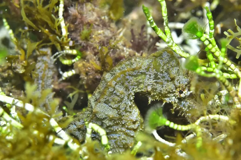 Palmarés Cazafotosub:1º Ángel Trujillo