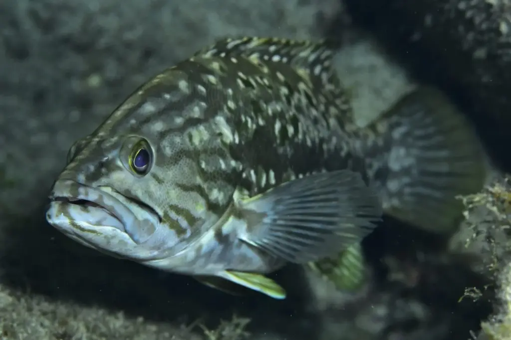 Palmarés Cazafotosub:1º Ángel Trujillo