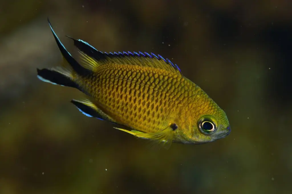 Palmarés Cazafotosub:2º Belén Caro, actual campeona de España