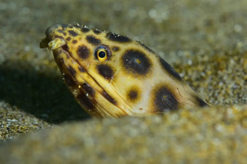 Palmarés Cazafotosub:2º Belén Caro, actual campeona de España