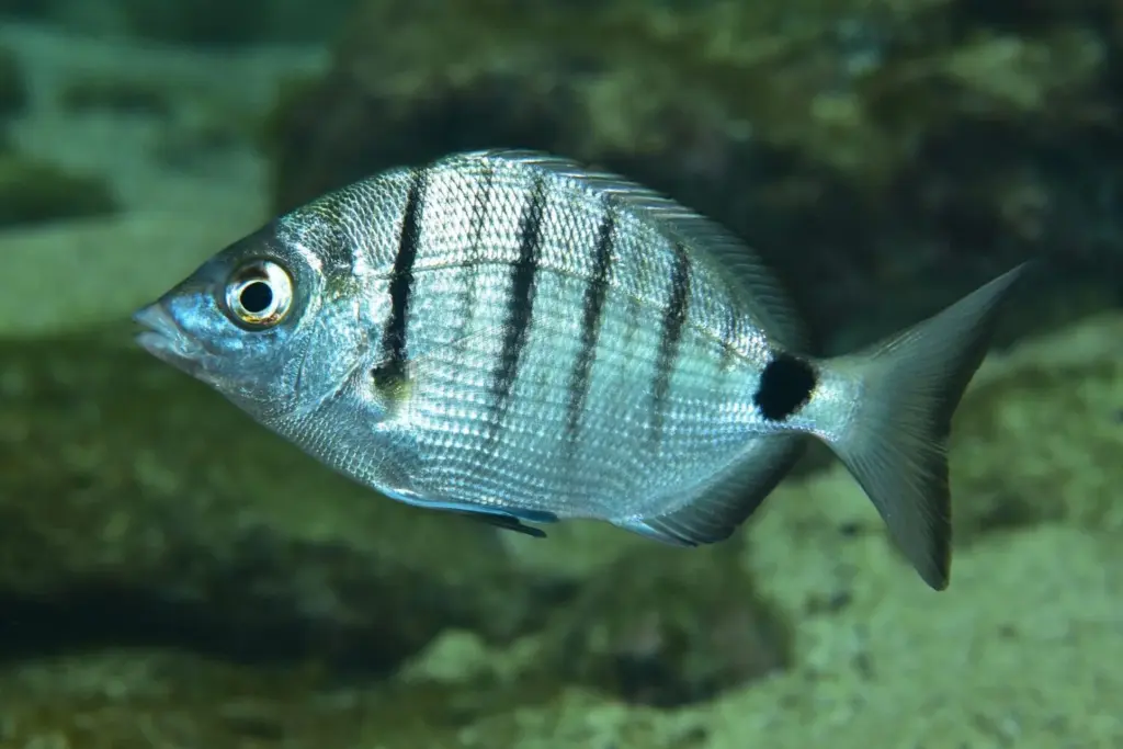 Palmarés Cazafotosub:2º Belén Caro, actual campeona de España