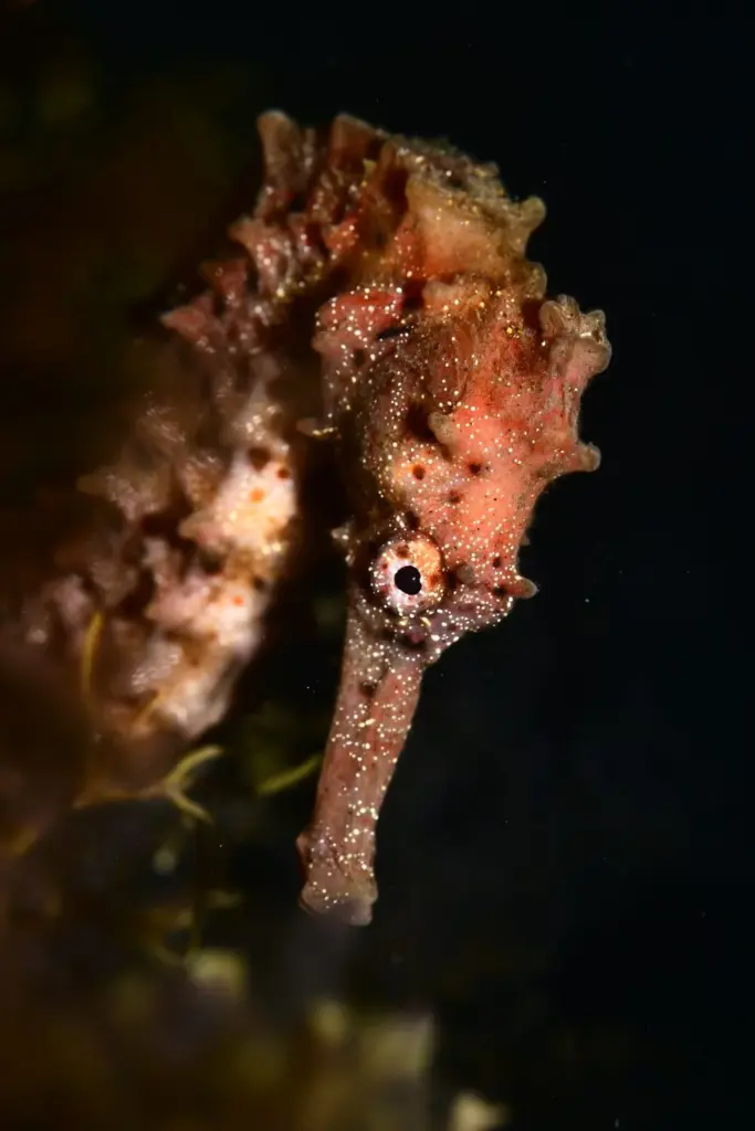 Palmarés Open Fotosub:2º Tanausú Motas García – Yolanda García Fernández