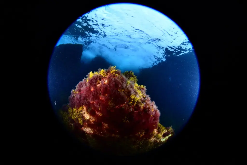 Palmarés Open Fotosub:2º Tanausú Motas García – Yolanda García Fernández