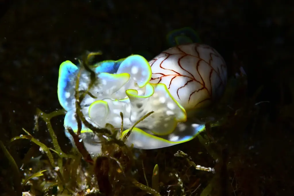 Palmarés Open Fotosub:2º Tanausú Motas García – Yolanda García Fernández