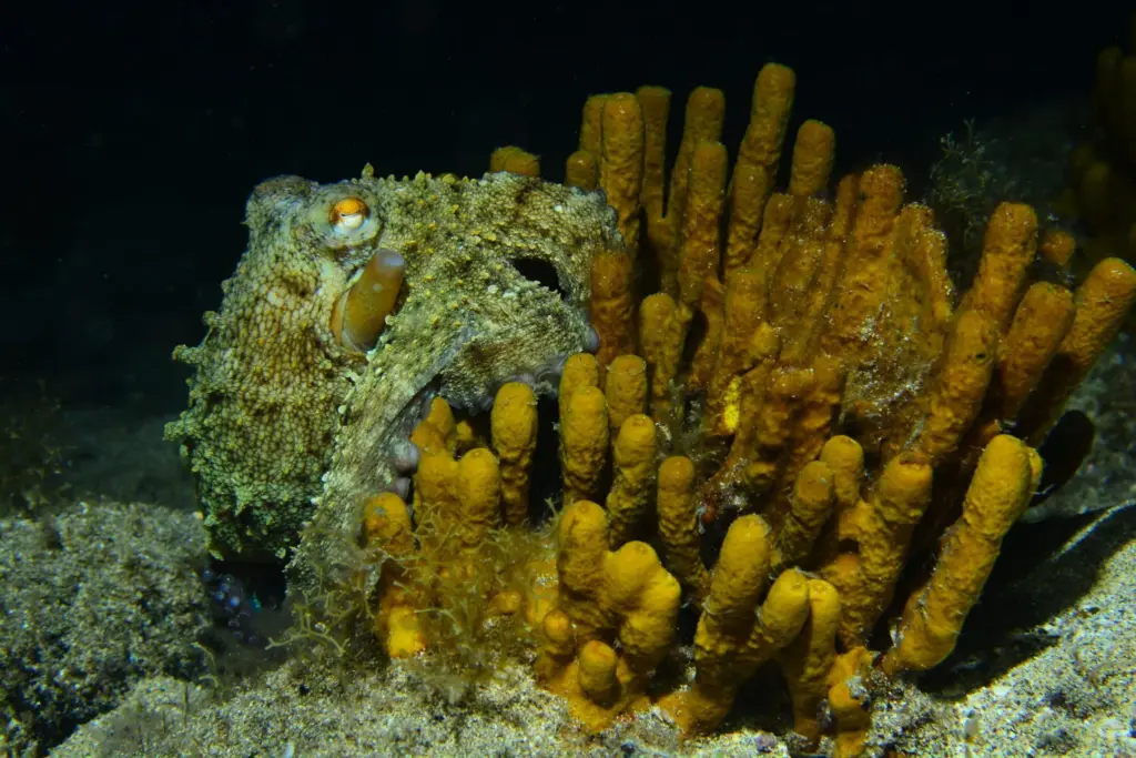 Palmarés Fotosub nocturno:2º Bruno Hernández Medina – Elena Machado Cruz