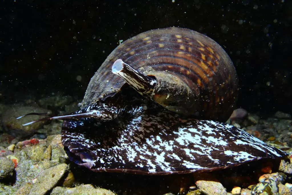 Palmarés Fotosub nocturno:2º Bruno Hernández Medina – Elena Machado Cruz