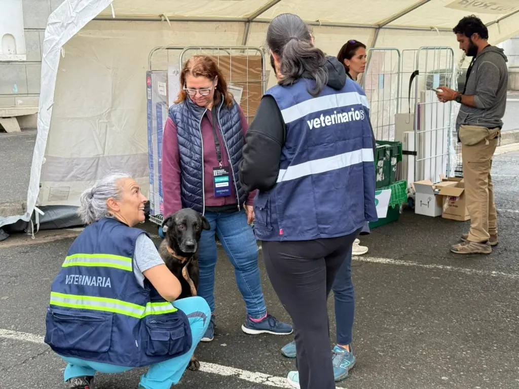 Canarias prueba en San Mateo su capacidad de respuesta ante un incendio forestal