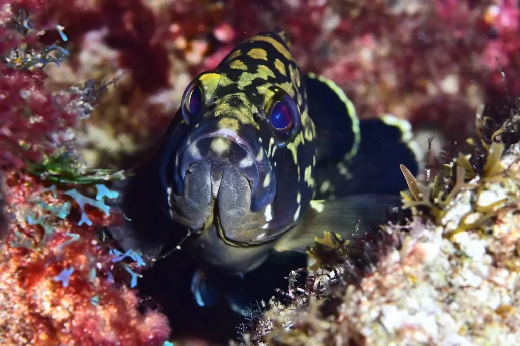 Palmarés Cazafotosub:3º Ruymán Escuela