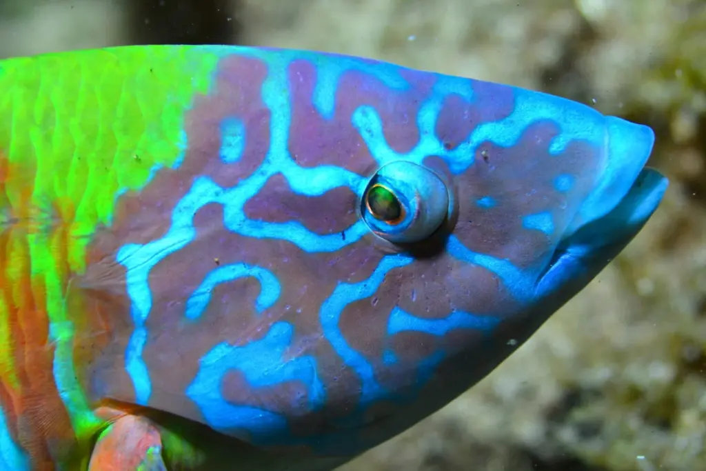 Palmarés Open Fotosub:3º Bruno Hernández Medina – Elena Machado Cruz