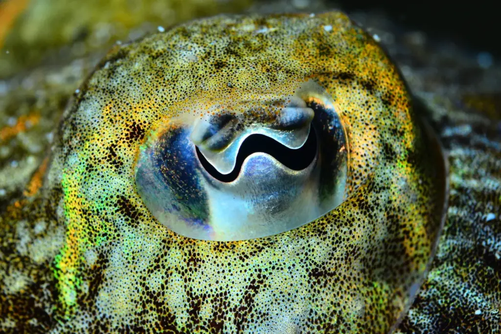 Palmarés Open Fotosub:3º Bruno Hernández Medina – Elena Machado Cruz