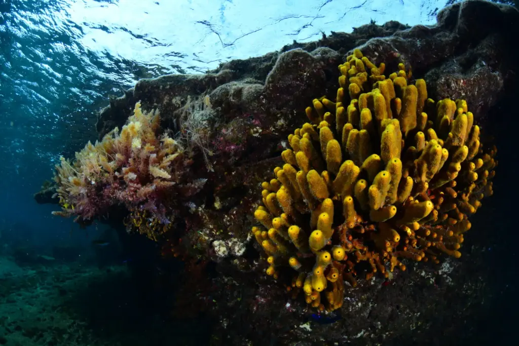 Palmarés Open Fotosub:3º Bruno Hernández Medina – Elena Machado Cruz