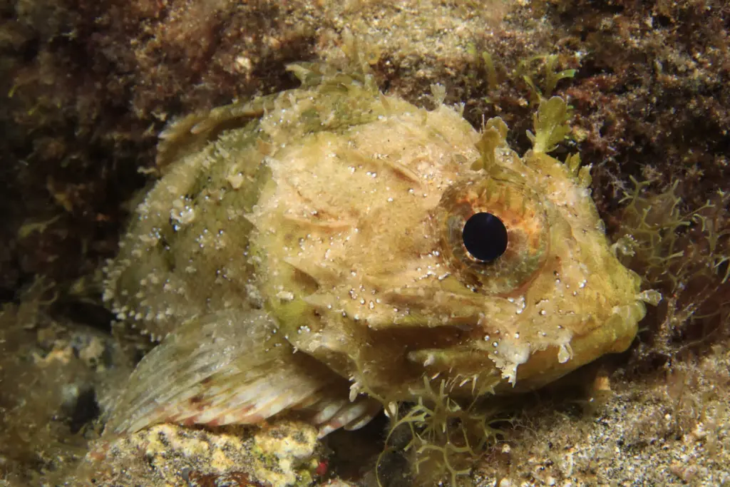 Palmarés Fotosub nocturno:3º Arturo Telle Thiemann - Davinia Hernández Reyes