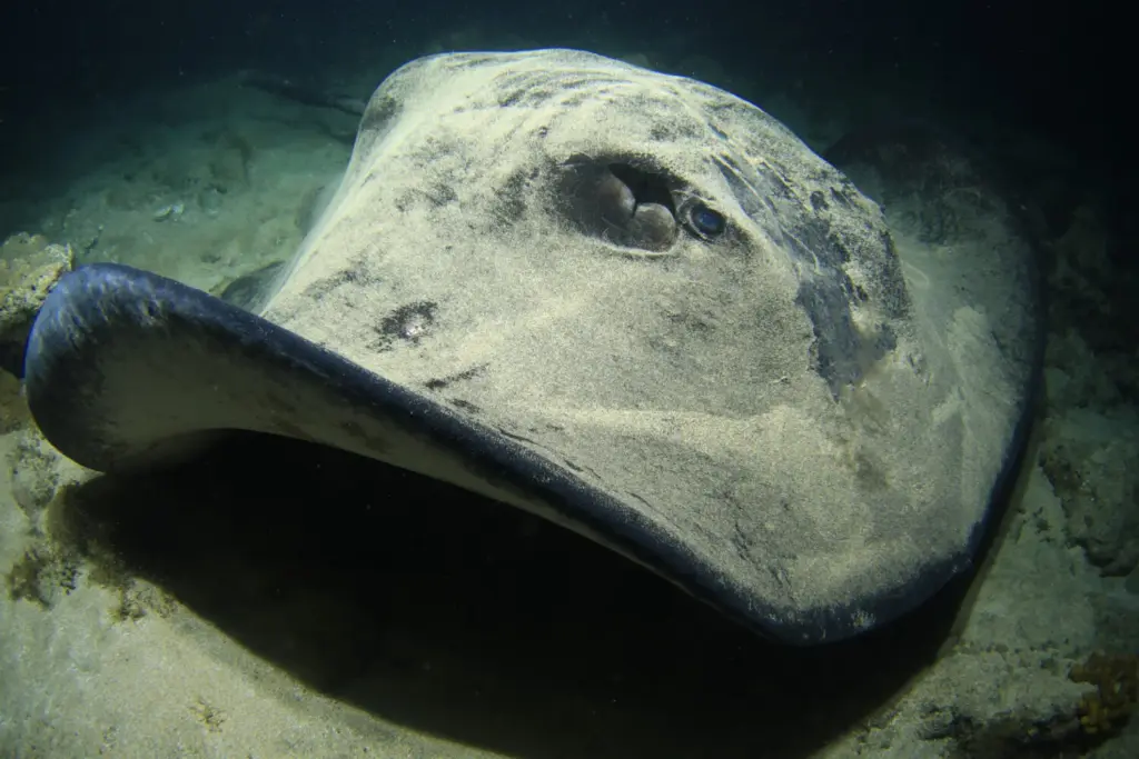 Palmarés Fotosub nocturno:3º Arturo Telle Thiemann - Davinia Hernández Reyes