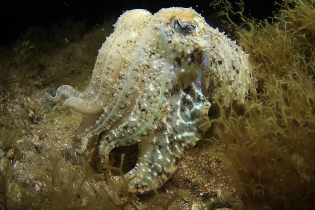 Palmarés Fotosub nocturno:3º Arturo Telle Thiemann - Davinia Hernández Reyes