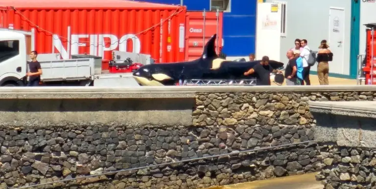 John Travolta, de vuelta en Sardina del Norte para el rodaje de Mareas Negras