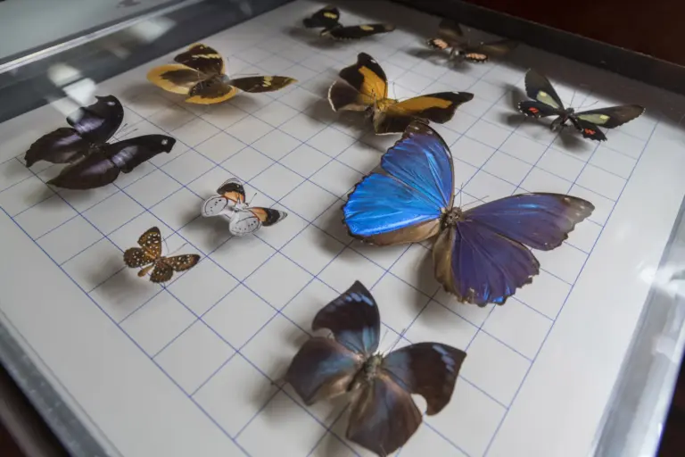 Ya se pueden visitar las mariposas del MUNA