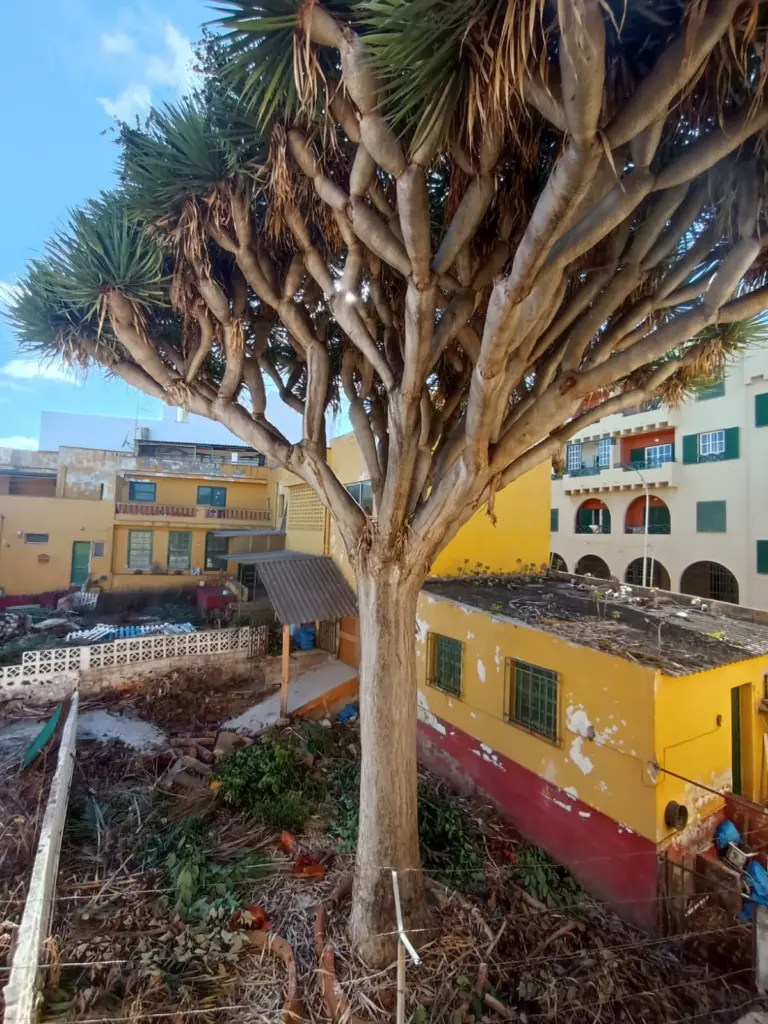 Drago en riesgo calle Marzuca, en La Laguna, en 2025