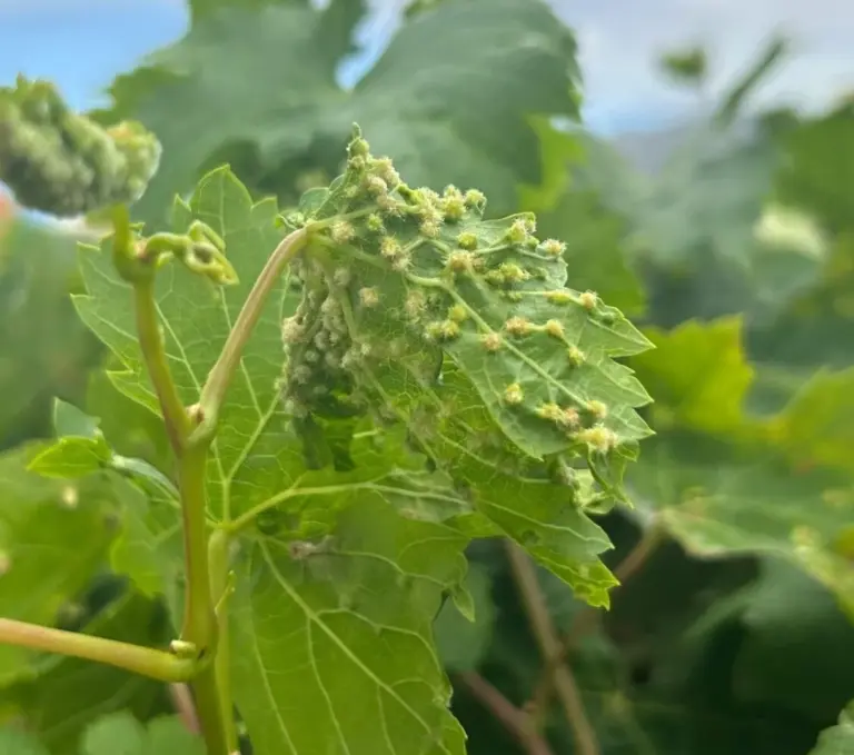 Detectan un nuevo foco de filoxera en La Orotava 