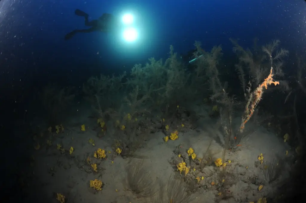 Bosques mesofóticos de corales negros formados por coral negro (Antipathella wollastoni) a 60 metros de profundidad en Lanzarote, donde se tomaron las muestras de la fauna asociada. Autor: Fernando Espino.