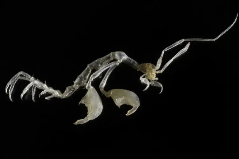 Canarias alberga especies únicas en el mundo en sus bosques de coral negro