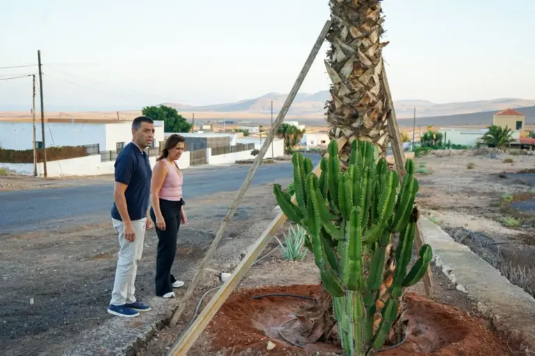 Gasoil derramado sobre árboles y palmeras, nuevos actos vandálicos contra los jardines en Tindaya