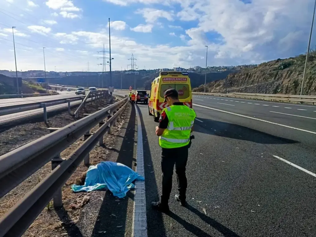 Investigan el origen de un emú atropellado tras causar un accidente en Gran Canaria