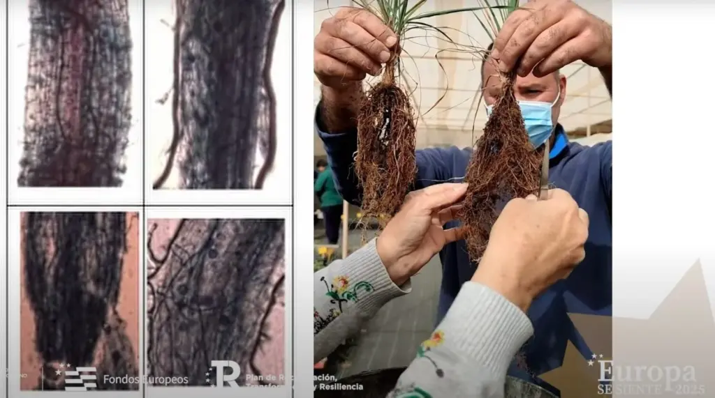 Imagen de la candidatura del proyecto Restauración de las Cumbres de Famara en el concurso Europa se Siente