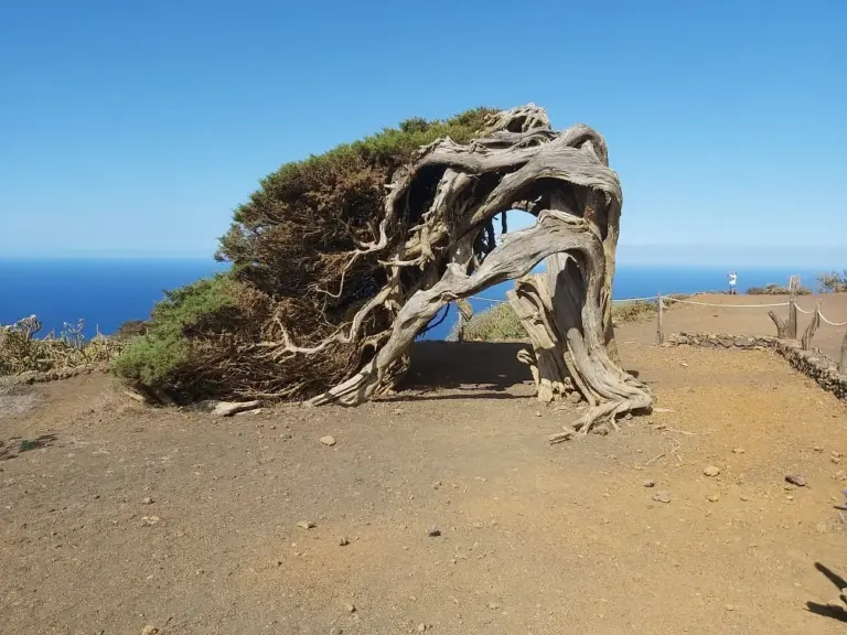 Preocupación en El Hierro ante el número de Sabinas afectadas por el clima