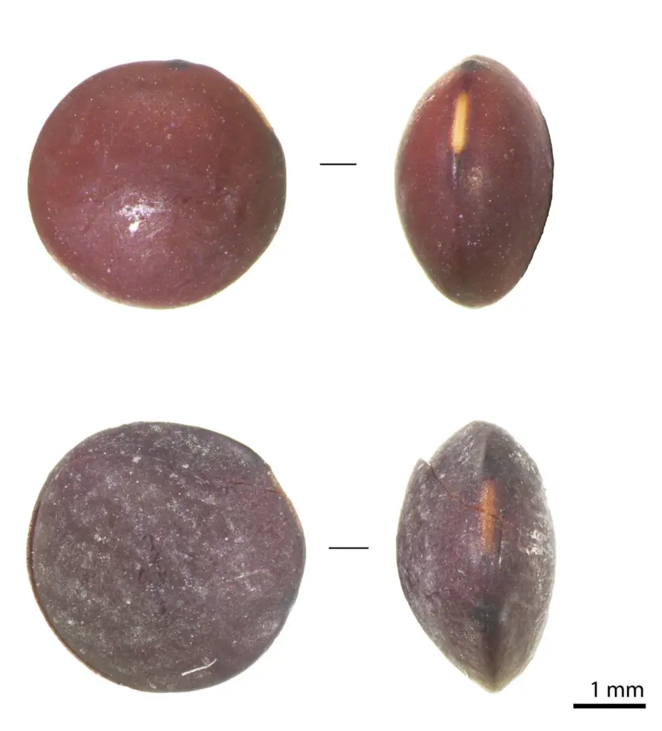 Unas legumbres milenarias El ADN corrobora el origen preshispánico de la lenteja canaria