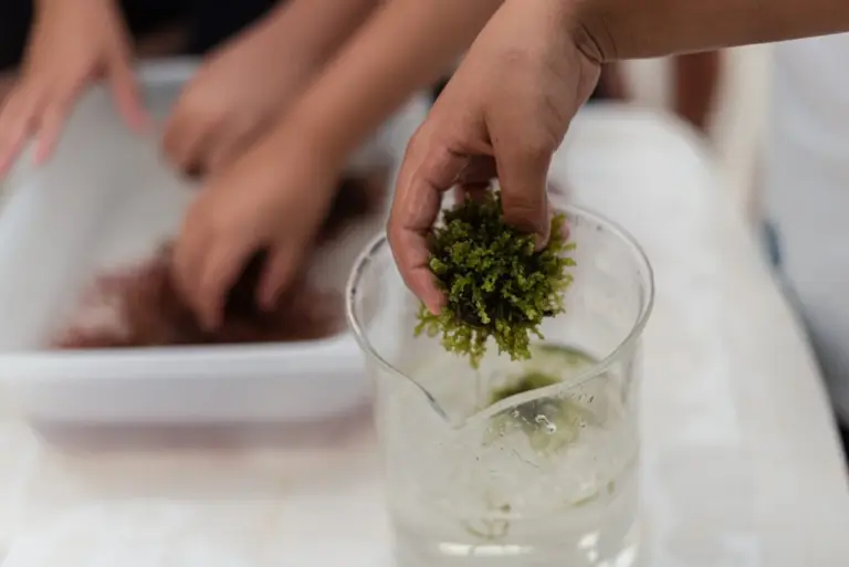 La ULPGC presenta el primer caldo vegetal con algas del mercado