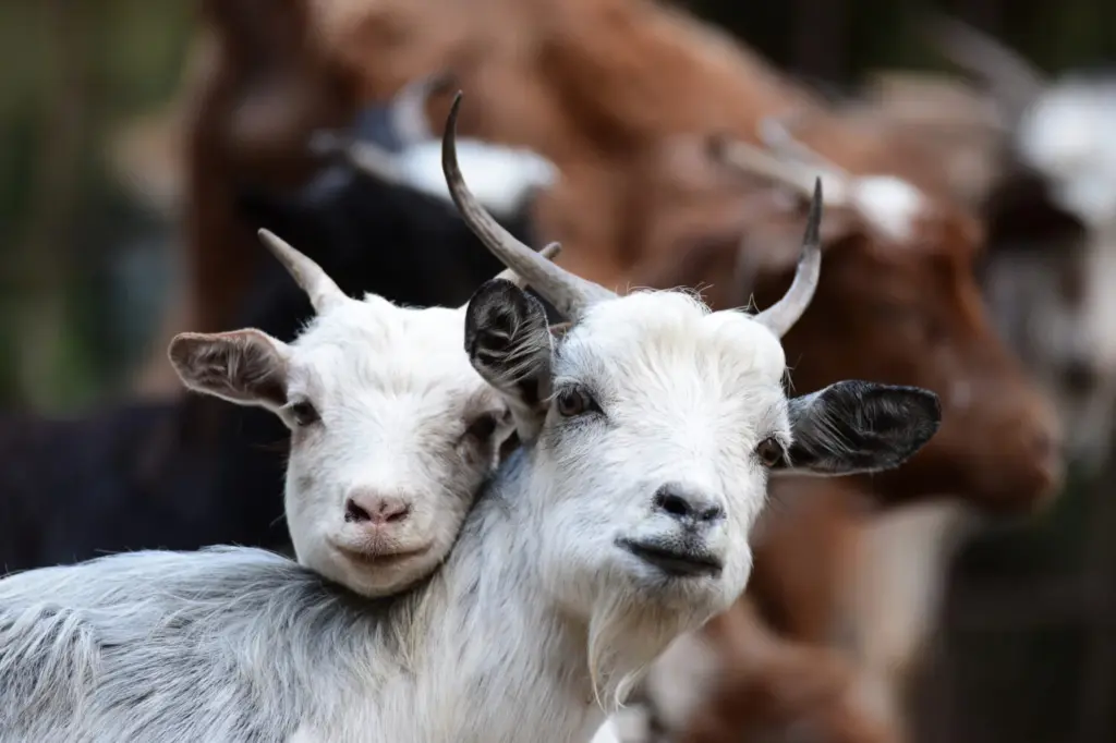 Cabras palmeras. Asociación de Criados de Cabras de Raza Palmera