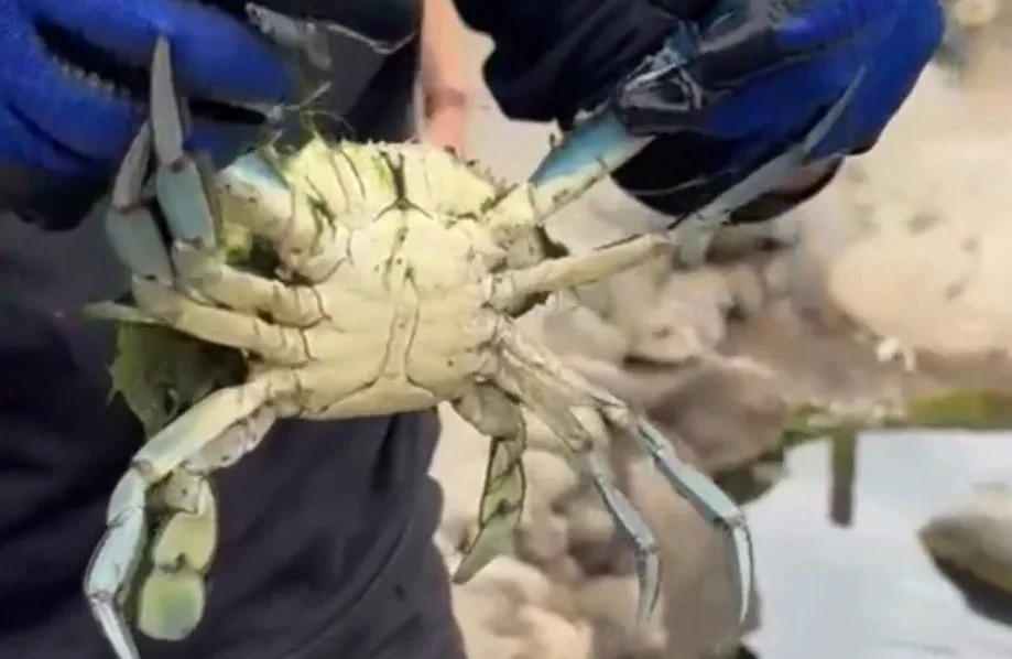 Hallan un ejemplar de cangrejo azul en Fuerteventura, especie invasora en Canarias