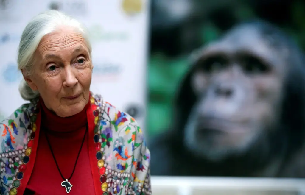 Fallece Jane Goodall, referente en el estudio de los chimpancés y la defensa del medioambiente