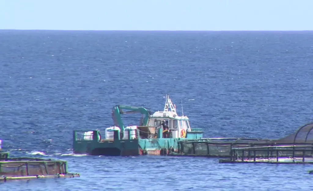 La empresa de acuicultura de Telde dice que no han muerto más peces y denuncia al Ayuntamiento 