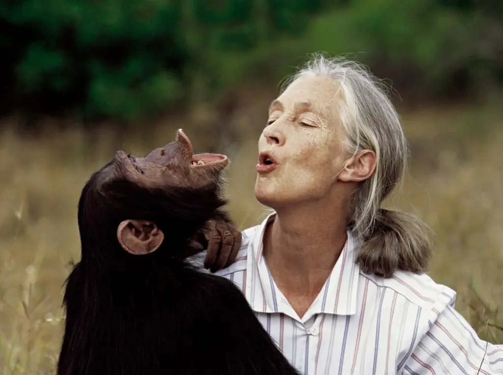 Fallece Jane Goodall, referente en el estudio de los chimpancés y la defensa del medioambiente