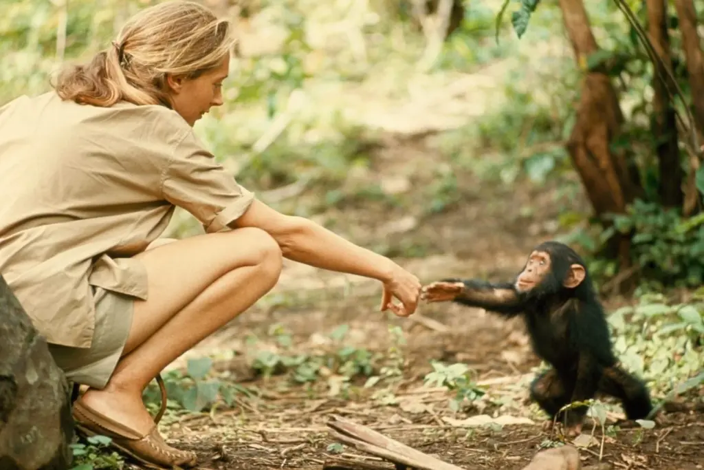 Fallece Jane Goodall, referente en el estudio de los chimpancés y la defensa del medioambiente