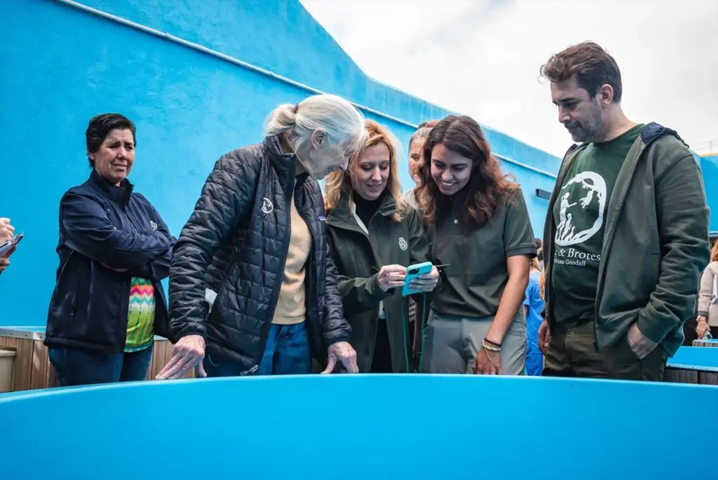 Fallece Jane Goodall, referente en el estudio de los chimpancés y la defensa del medioambiente