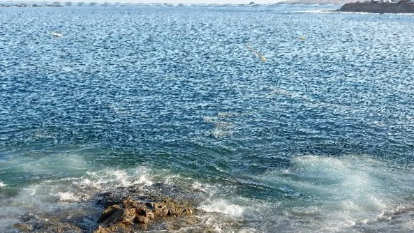 Ecologistas piden alejar las jaulas de lubina del litoral de Telde ante los recurrentes episodios de contaminación marina
