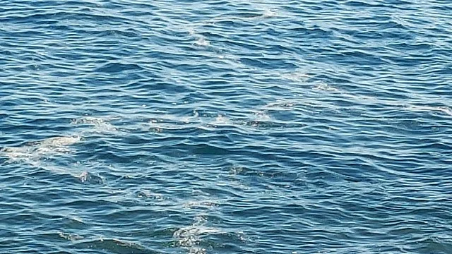 Ecologistas piden alejar las jaulas de lubina del litoral de Telde ante los recurrentes episodios de contaminación marina