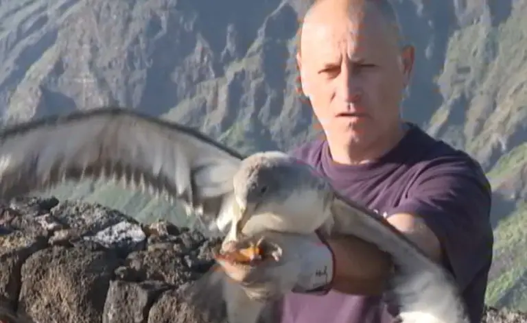 La Gomera reduce el impacto lumínico para ayudar a las pardelas en su primer vuelo