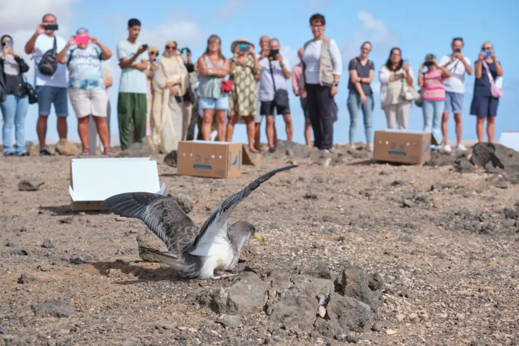 Liberan seis ejemplares de pardela en Fuerteventura, ave emblemática del Archipiélago