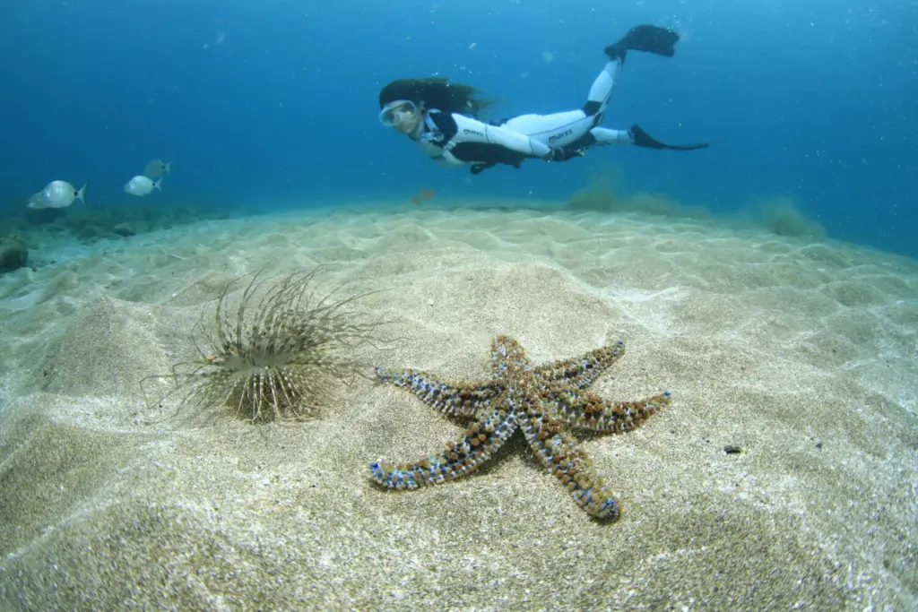 Palmarés Open Fotosub: 1º Arturo Telle Thiemann - Davinia Hernández Reyes