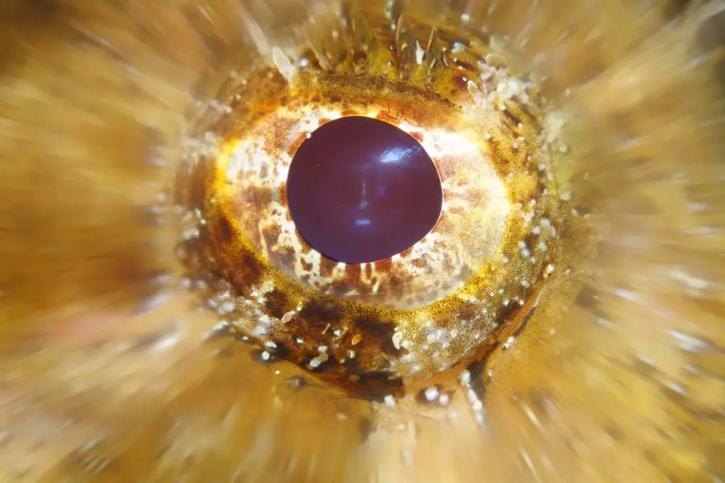 Palmarés Open Fotosub: 1º Arturo Telle Thiemann - Davinia Hernández Reyes