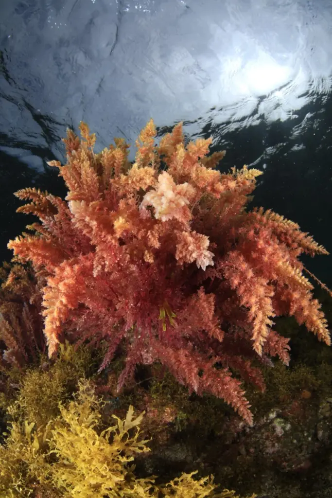 Palmarés Open Fotosub: 1º Arturo Telle Thiemann - Davinia Hernández Reyes