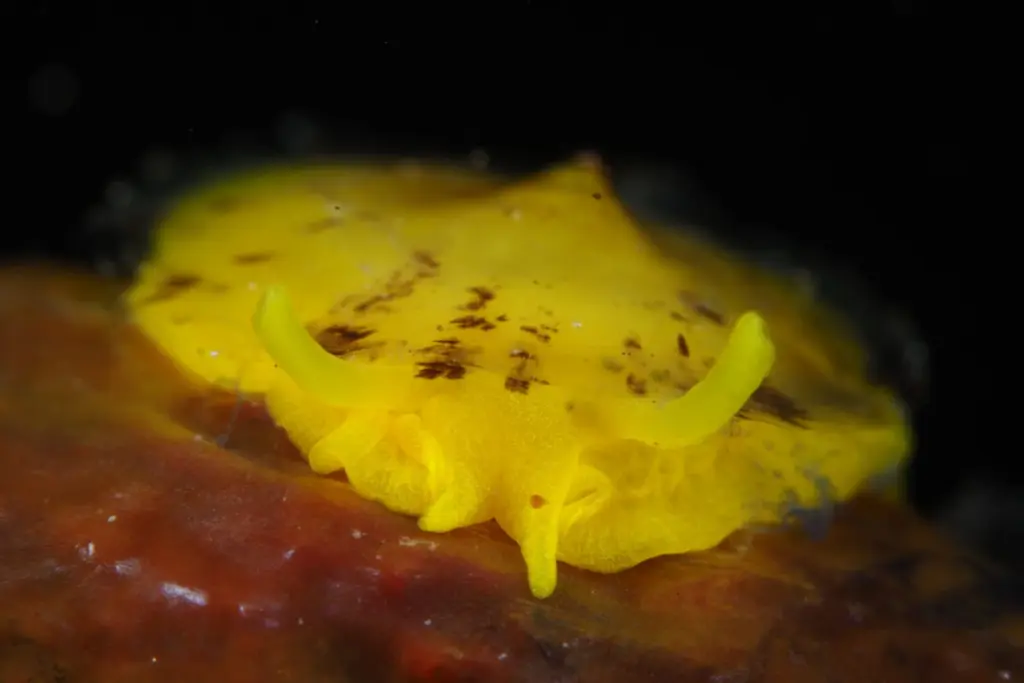 Palmarés Open Fotosub: 1º Arturo Telle Thiemann - Davinia Hernández Reyes