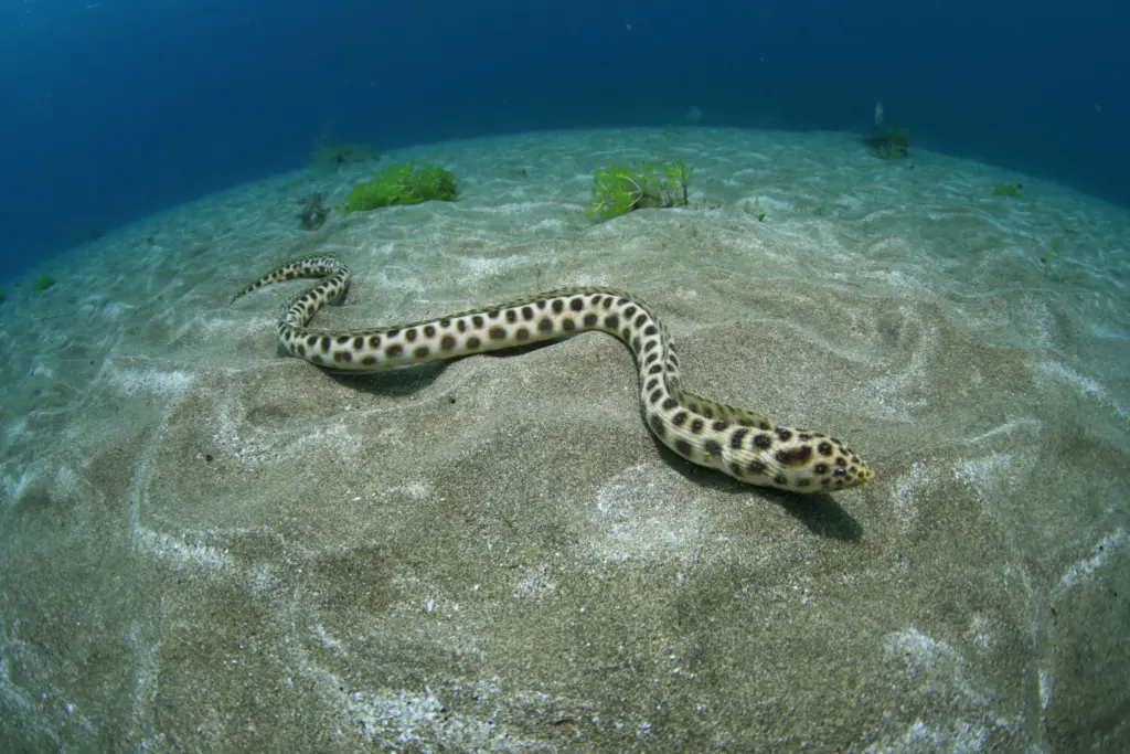 Palmarés Open Fotosub: 1º Arturo Telle Thiemann - Davinia Hernández Reyes